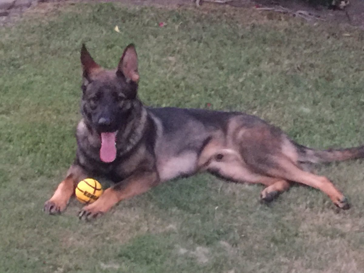 martinez-police-dog-rgb