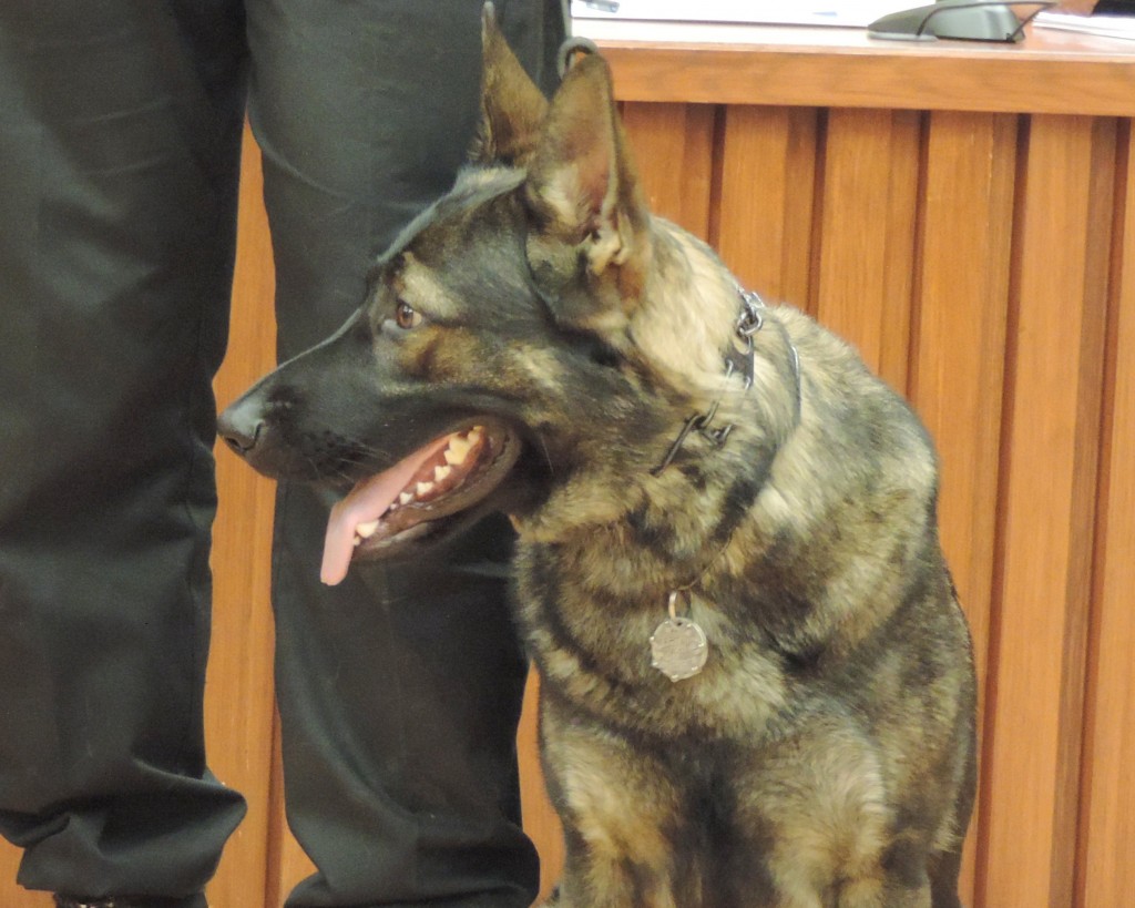 BRUTE The K9 Cop